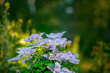 Beautiful background with flowers big pink clematis on a Sunny day. Landscape design.