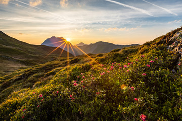 Panorama mit Almrosen am Berg beim Sonnenaufgang