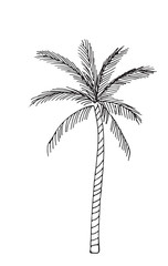 Hand-drawn sketch of a plant, isolated on white background