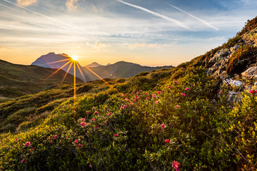 Almrosen beim Sonnenaufgangn am Berg