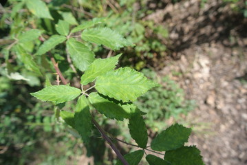 plants tree flowers