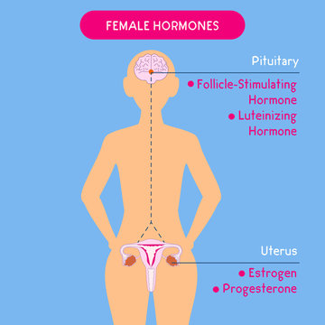 Female hormones. Beautiful medical vector illustration. Scientific, educational and popular-scientific concept. Female endocrine system. Human anatomy. Human silhouette. Hormones