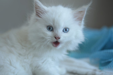 cute fluffy blue eyed cat