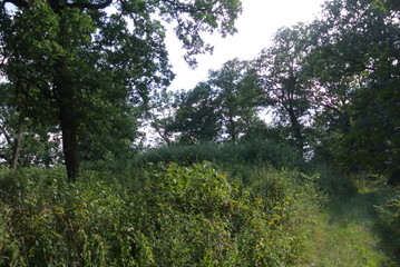 plants tree flowers