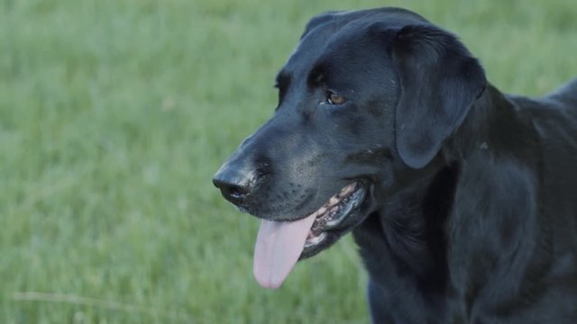 Happy black lab gently pulls back her ears while her tongue hangs out of her mouth. Grass field makes up the background as dog continues panting.