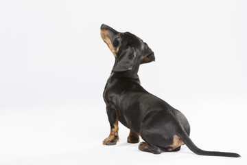 Studio portrait of an expressive Teckel dog against white background