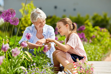 gardening, family and people concept - happy grandmother and granddaughter seeding flowers at summer garden - Powered by Adobe