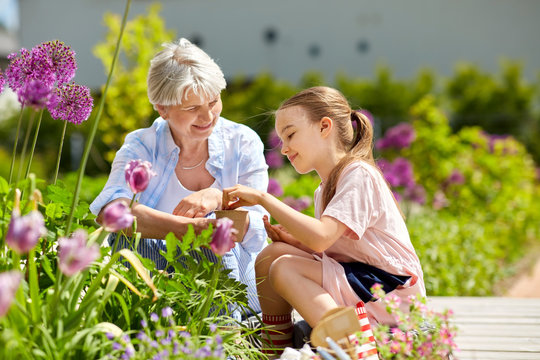 gardening, family and people concept - happy grandmother and granddaughter seeding flowers at summer garden