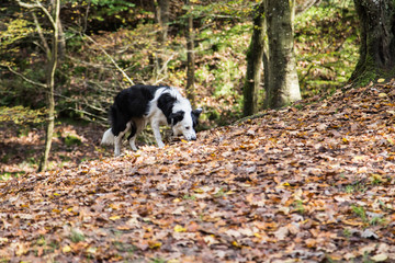 Naklejka na ściany i meble Border Collie dog walking in the woods in Belgium