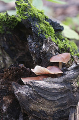 Gymnopus ocior mushroom