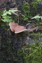 Gymnopus ocior mushroom