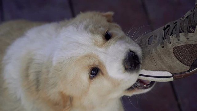 Puppies of the Alabai breed