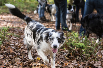 Border Collie dog walking in the woods in Belgium