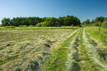 Mowed hay in the meadow © darekb22