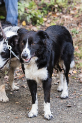 Border Collie dog walking in the woods in Belgium