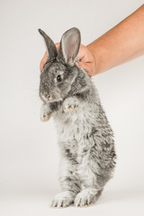 A rabbit, a hare in human care, in the hands of a farmer. isolated on white background.