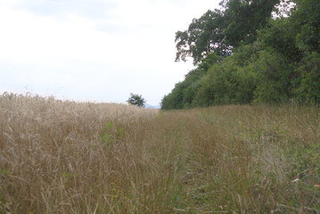 Obraz premium Plants