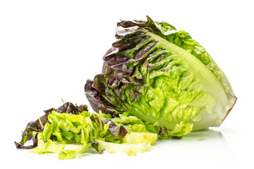 Obraz premium One whole fresh green lettuce red little gem variety and chopped stack isolated on white...........................................................................
