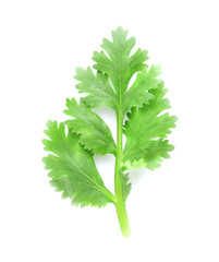 Coriander leaves on white background