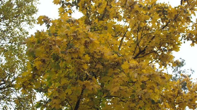 Autumn yellow maple leaves sway in wind. Slow motion.