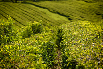 Fototapeta premium Cha Gorreana, traditional tea plantation, Sao Miguel