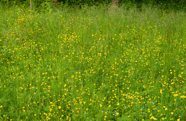 Wild flowers buttercup pungent at summer.