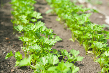 Dill patches and parsley