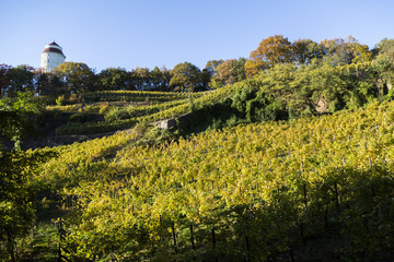 Vineyards at sunset in a summer day.