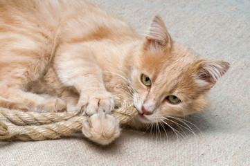 the cat plays with a rope