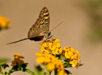 Butterfly in the nature habitat