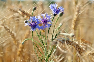Kornblume im Feld