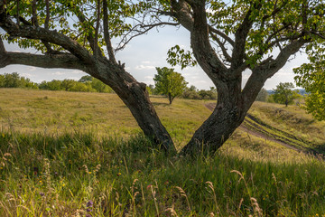 Fototapeta na wymiar Apricot tree summer landscape