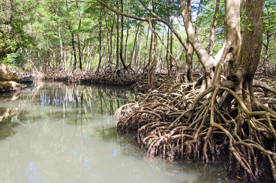 Mangroves in the Caribbean on Samana :)