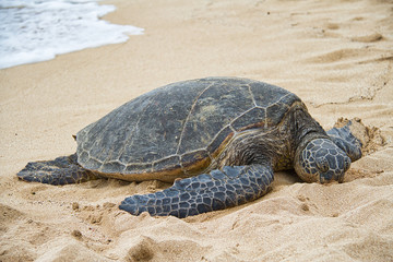 An endangered Hawaiian green sea turtle resting on a beach on Oahu.