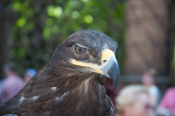 eagle portrait close