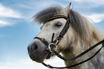 Gray pony horse.