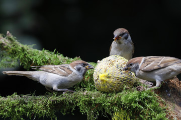 Feldsperlinge oder Feldspatzen (Passer montanus) am Meisenknödel, Sommerfütterung