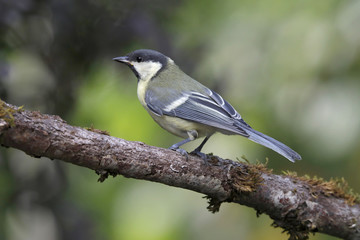 Kohlmeise (Parus major)  sitzt auf Ast