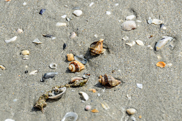 Colored sea shells in the golden beach sand near sea water, close up