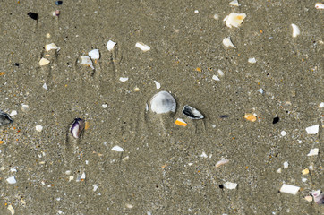 Colored sea shells in the golden beach sand near sea water, close up