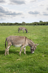 two donkeys grazing in a field