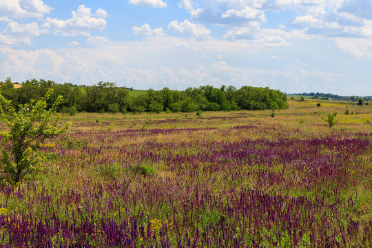 Meadow with wild purple salvia flowers. Summer landscape