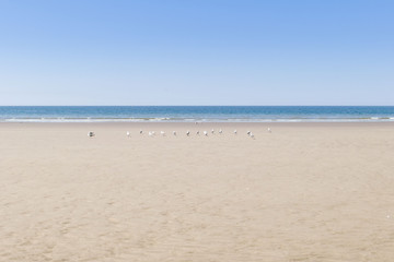 Fototapeta na wymiar sand, seagulls and beach 