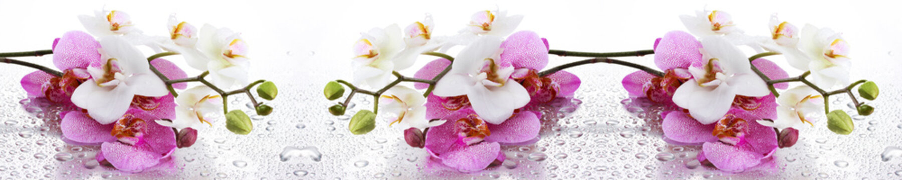 Beyaz ve Pembe Orkide Panoramik