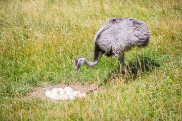 Domesticated wild african ostrich (struthio camelus) in an aviary on a ostrich farm guards his eggs. Wild ostriches on a bird farm. Outdoors.