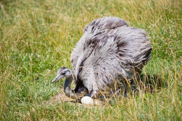 Domesticated wild african ostrich (struthio camelus) in an aviary on a ostrich farm guards his eggs. Wild ostriches on a bird farm. Outdoors.