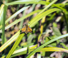 Large Skipper butterfly (Ochlodes venata)