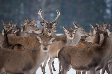 Young Great Deer (Cervus Elaphus), Dedicated Depth Of Focus, Surrounded By Herd. A Herd Of Deer, Standing In Belorussian Forest. Portrait Of Deer Stag,While Looking At You In Winter Time. Belarus