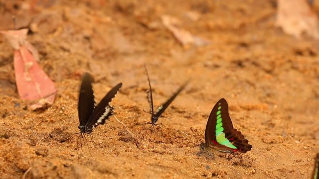 Butterfly spicebush swallowtail papilio troilus and common bluebottle graphium sarpedon luctatius from the papilionidae family, drinking water from the sandy riverbank, high definition stock footage.