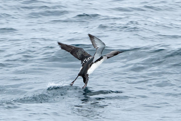 オオハムの飛び立つ姿